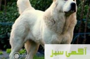 قیمت سگ سرابی _ فروش سگ نگهبان _ سگ سرابی درشت