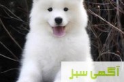 سگ سامویید (سگ گله مناطق برفی و نگهبان)