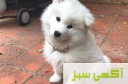 خریدو فروش تخصصی سگ سامویید