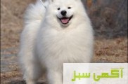 فروش تخصصی سگ سامویید توله و بالغ